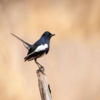 bird-11 project thumbnail