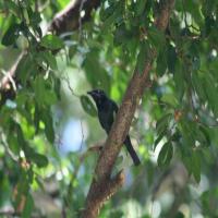 Bird project thumbnail