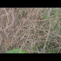 Eurasian Tree Sparrow Detection project thumbnail