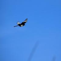 magpie project thumbnail