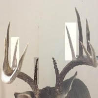 Antler-Detection project thumbnail