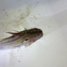 healthy fish Object Detection Dataset by Healthy