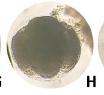 shrimp egg detection project thumbnail
