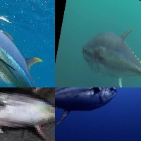 DETEKSI IKAN TUNA project thumbnail