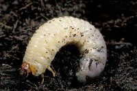 strawberry_diseases_and_pests project thumbnail