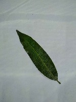 Mango Leaf Classification project thumbnail