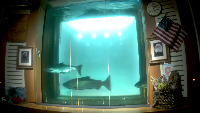testfish project thumbnail