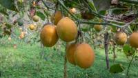 Granadilla-Vision project thumbnail