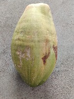 coconut  project thumbnail