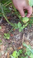 tesis plant potato disease project thumbnail