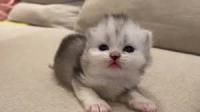 cat-adult-kitten-detection project thumbnail
