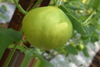 melon puspalebo project thumbnail