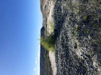 invasive plant species project thumbnail
