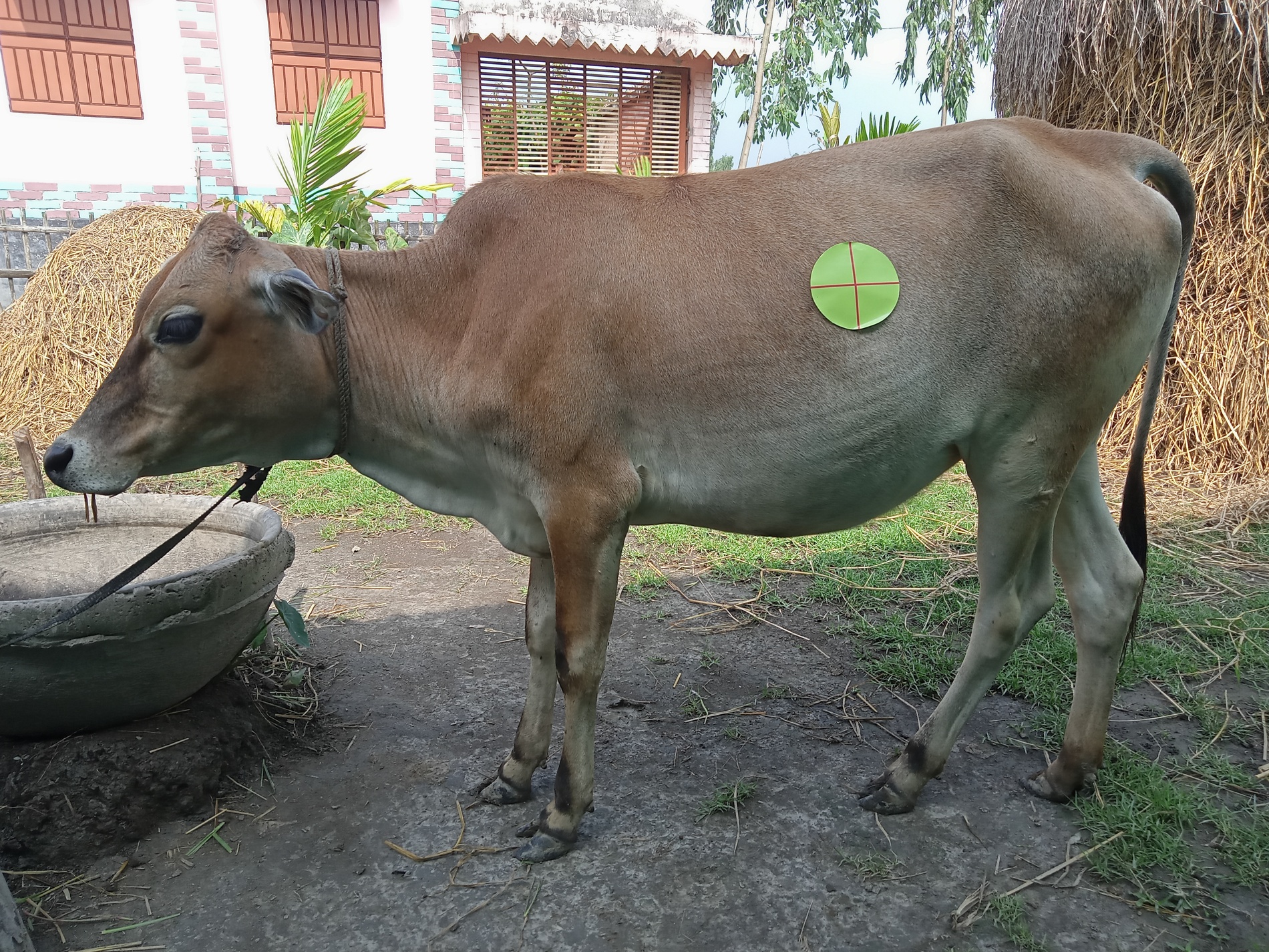 cattle weight Roboflow Universe