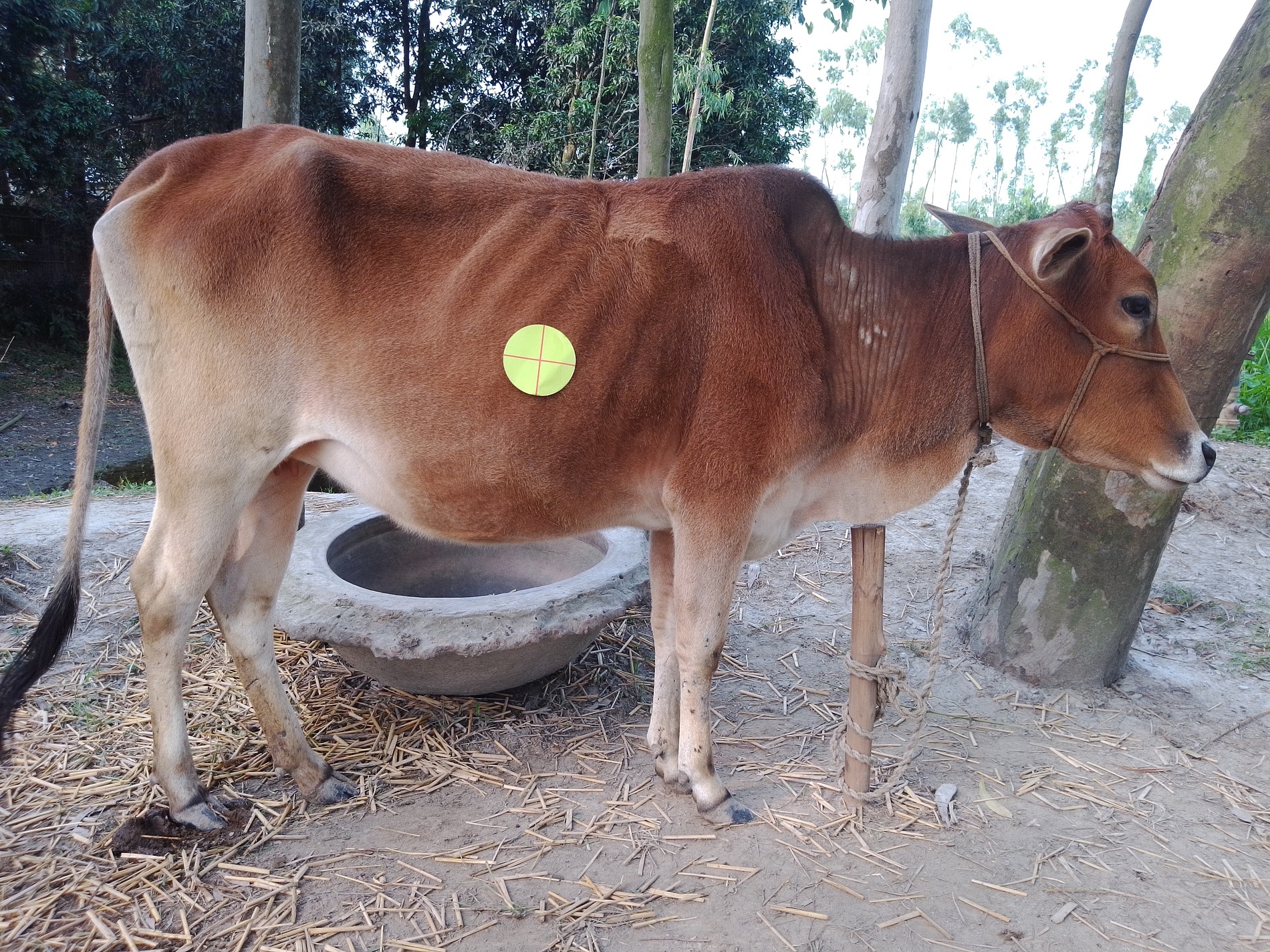 segma Instance Segmentation Dataset by cattle weight