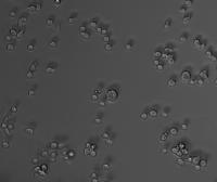 scans_d0_seeding_1_f2_clusters project thumbnail