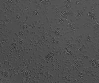 20260713_PI_acquisition_test_ldm project thumbnail