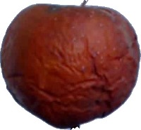 Apple project thumbnail