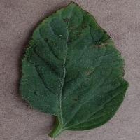 leaf disease project thumbnail