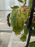 tomato leaf disease project thumbnail