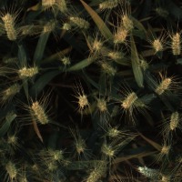 WHEAT project thumbnail
