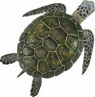 turtles project thumbnail