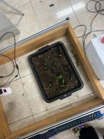 weed project thumbnail