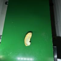 cashew project project thumbnail