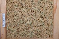 rice project thumbnail