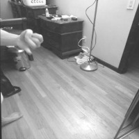 Dataset Image