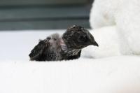 babybird project thumbnail