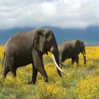 Elephant 04 project thumbnail