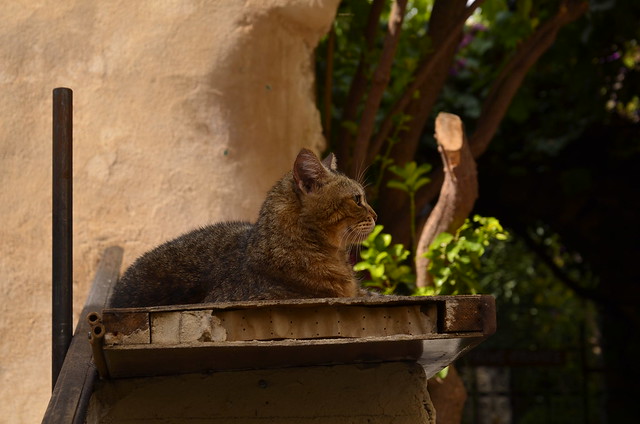 Cat Detection Object Detection Dataset by MyWorkspace