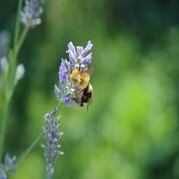 bumble_bee-wasps-bee-dataset project thumbnail