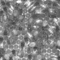BeeBehaviour project thumbnail