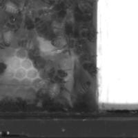 BeeBehaviour project thumbnail