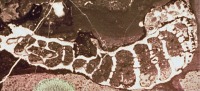Carbonate Image Classification project thumbnail