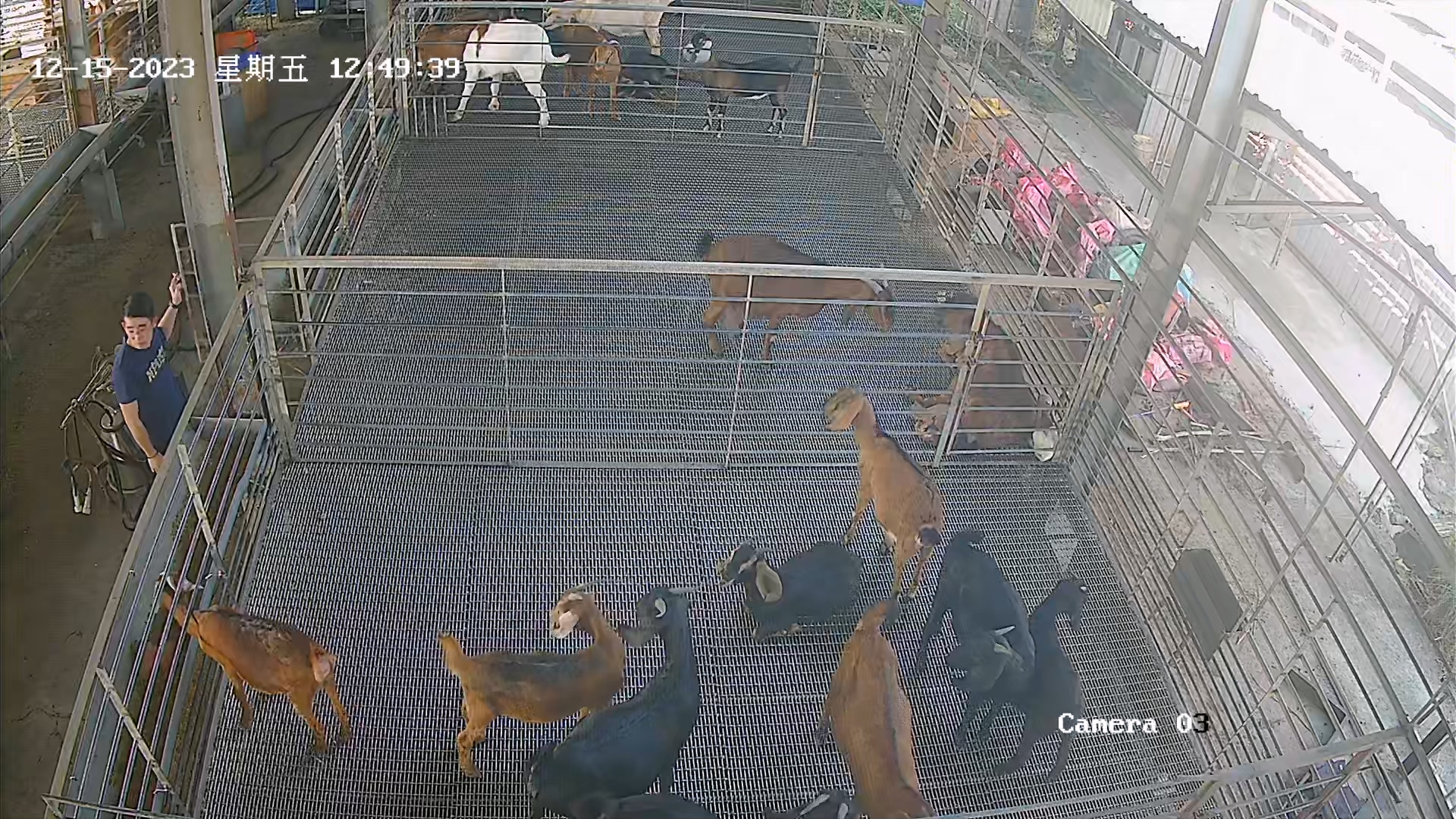 GOAT Object Detection Dataset by project-eydft