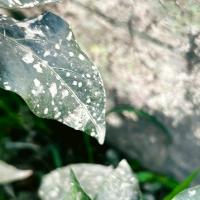 Chili Leaf Disease project thumbnail
