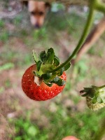 strawberry project thumbnail