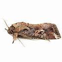 Fall Armyworm Adult project thumbnail