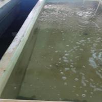 Tilapia Fingerlings project thumbnail