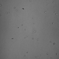 stem_cell_v2 project thumbnail