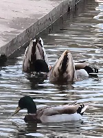 duck project thumbnail