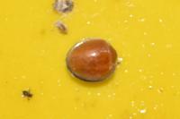 Chilocorus politus Mulsant (red  project thumbnail