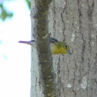 ornimetrics-new project thumbnail