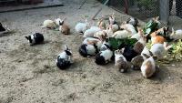 rabit-counting-system project thumbnail