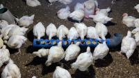 chicken project thumbnail
