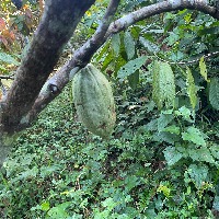 CACAO CERCA V1 project thumbnail