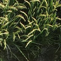 Rice_Panicle_DRPD_12m project thumbnail